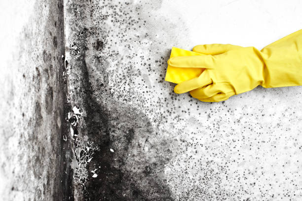 Best Black Mold Removal  in Long Beach, MD