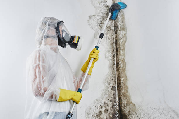 Best Attic Mold Removal  in Long Beach, MD