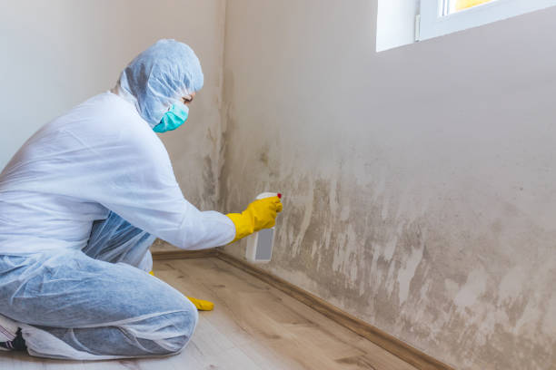 Certified Mold Removal