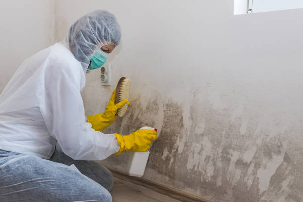 Best Professional Mold Removal  in Long Beach, MD