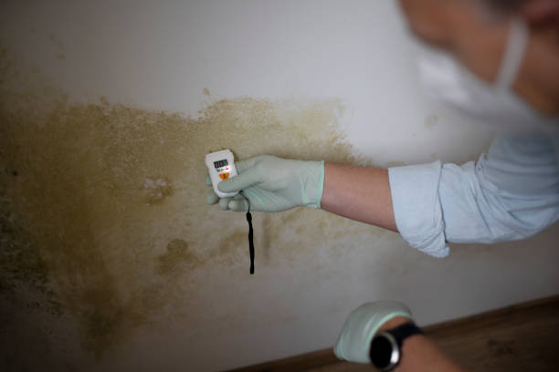 Best Home Mold Removal  in Long Beach, MD