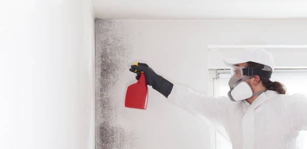 Professional Mold Removal in Long Beach, MD