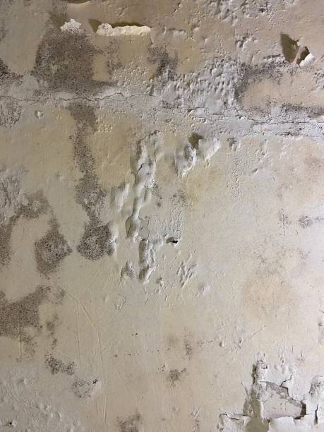 Crawl Space Mold Removal in Long Beach, MD