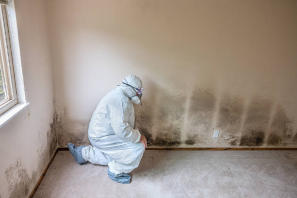 Best Mold Testing  in Long Beach, MD