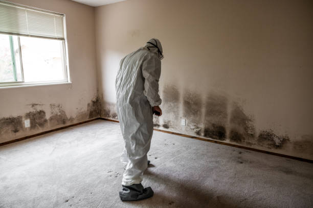 Best Black Mold Removal  in Long Beach, MD