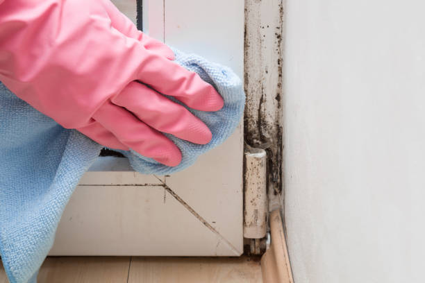 Best Residential Mold Removal  in Long Beach, MD