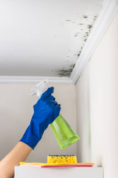 Best Home Mold Removal  in Long Beach, MD